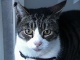 Bonzo the cat